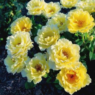 Yukon Sun Rose Thumbnail